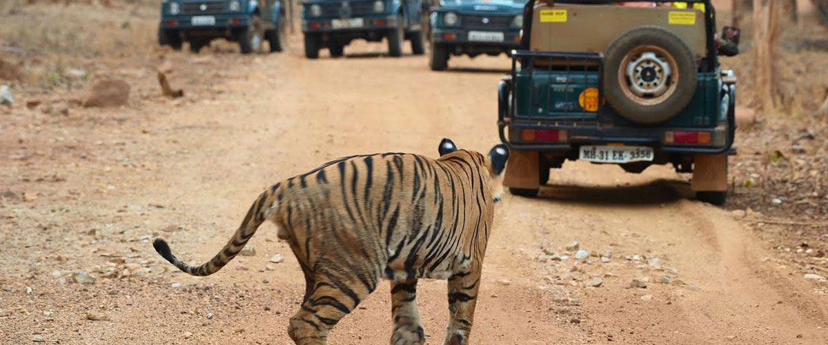 tadoba1