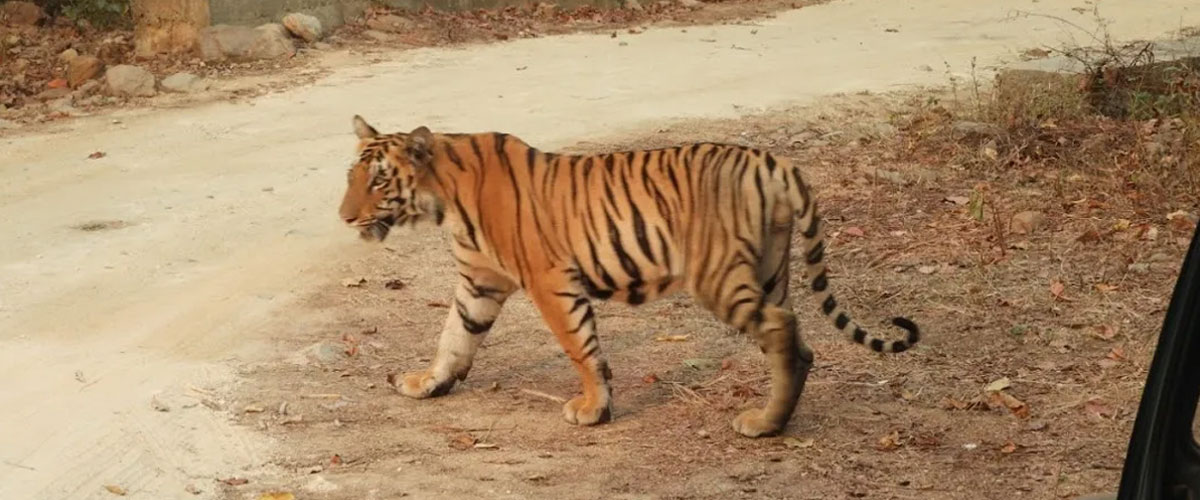 tadoba3