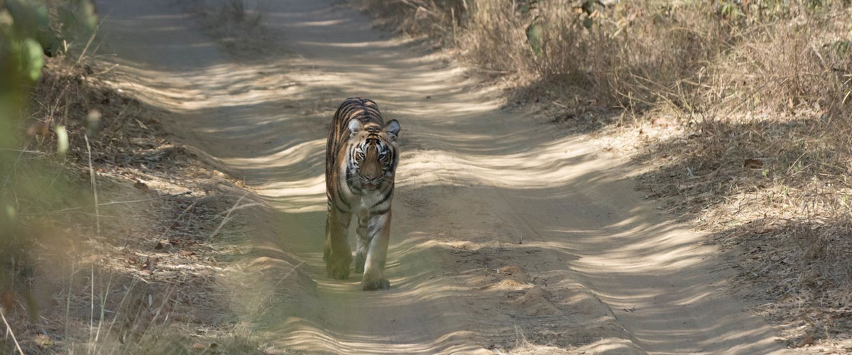 tadoba5