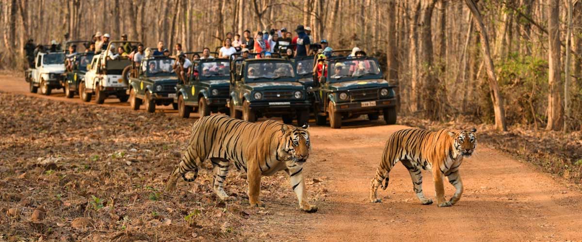 tadoba10