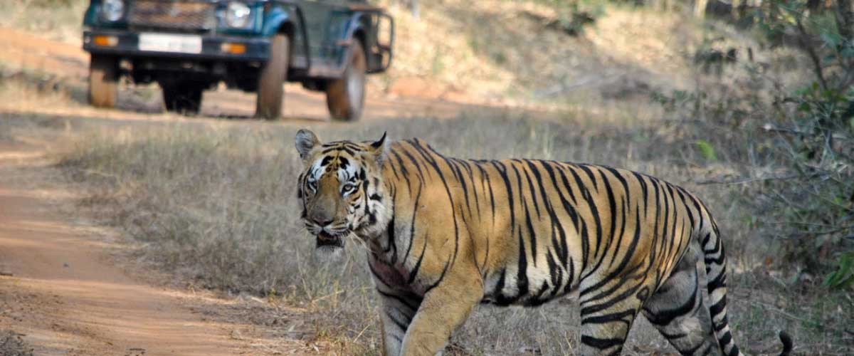 tadoba15