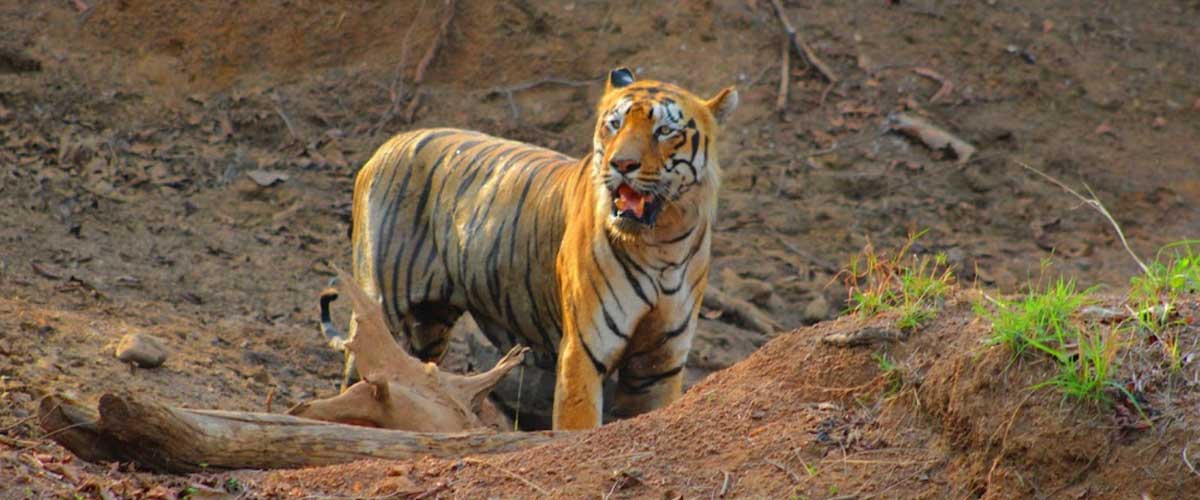 tadoba5