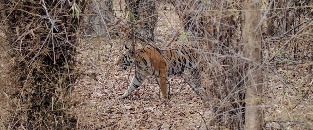 tadoba9